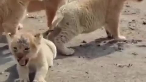 Cutest Baby Lions #shorts #viral #shortsvideo #video