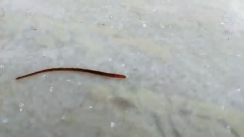 How an Earthworm Walk Walking Observation_Cut