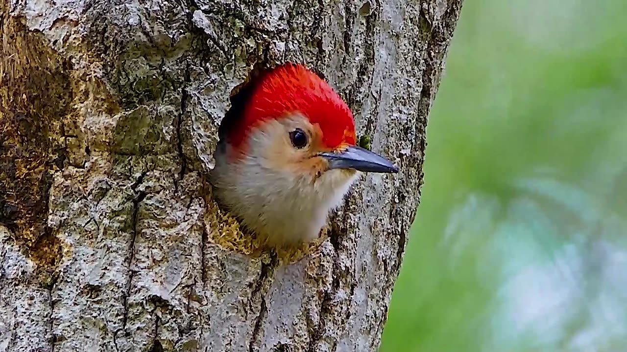 Woodpeckers eat bees and actually want to "dip in sugar", can be called the bird world food experts,