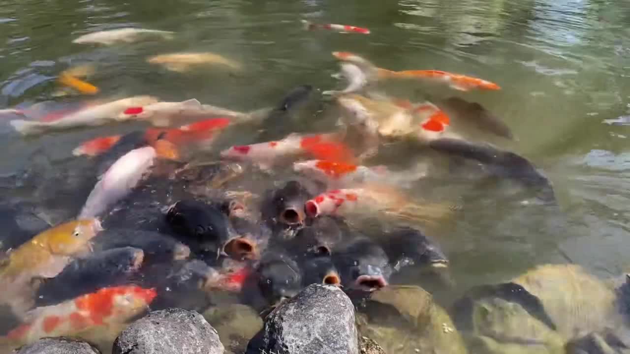 「Carp Attack？」 【Nara Deer Park, Japan 奈良 鹿】