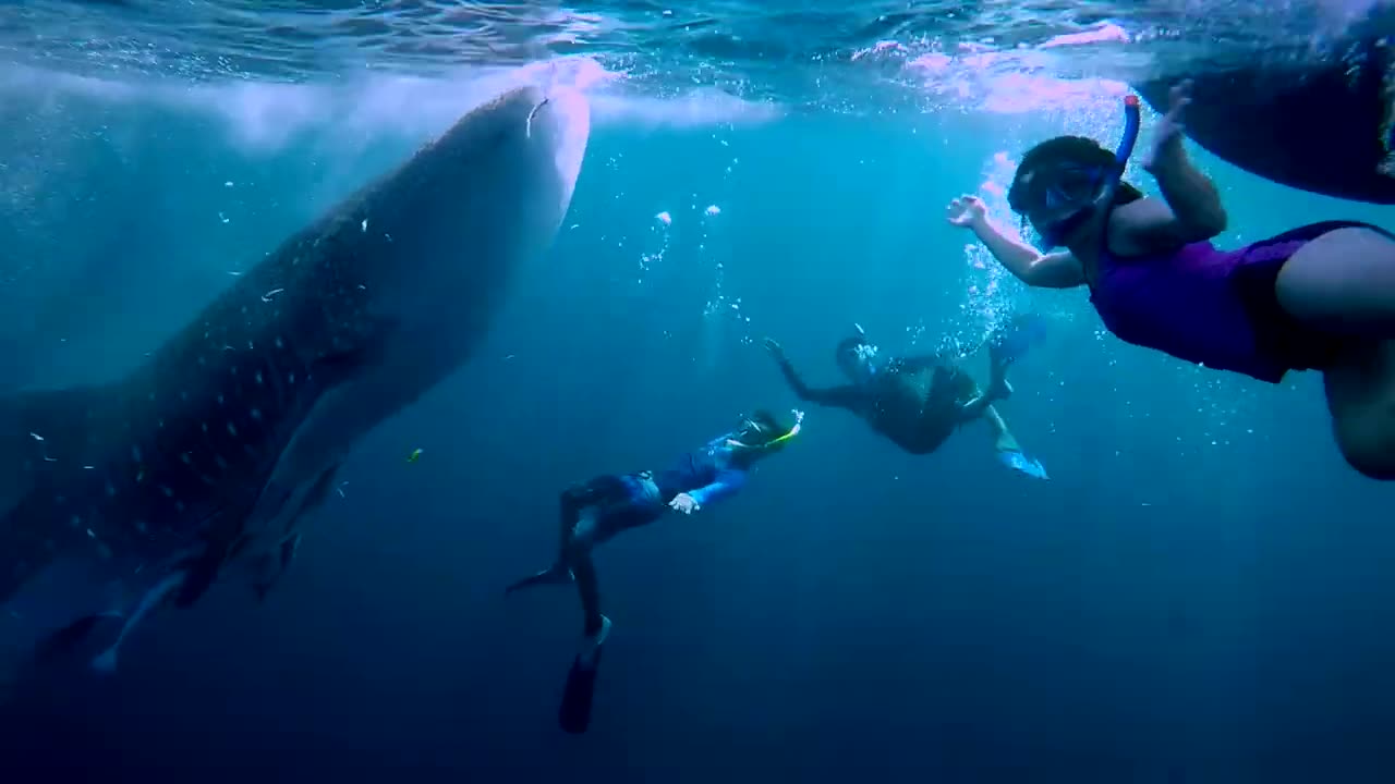 Whale Shark at Derawan Island - Wonderful Indonesia