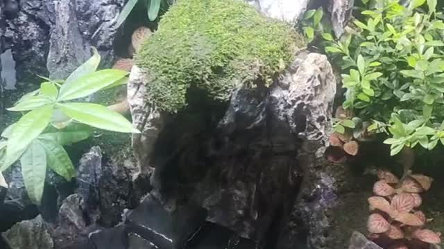 Fish tank bonsai show different scenery