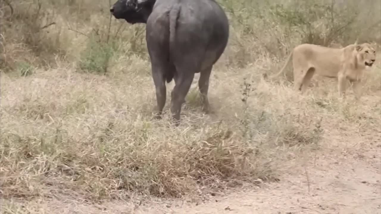 Lion vs Buffalo fight to Death | Wild Animals