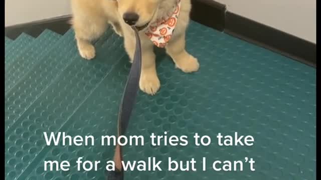 When mom tries to take me for a walk but I can't go 2ft without trying to tug of war