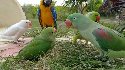 Talking parrot greeting baby parrot