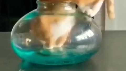 Cat in small bowl