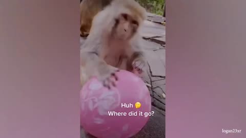 Funny monkey videos😅