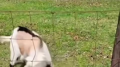 Animal funny videos😂😂