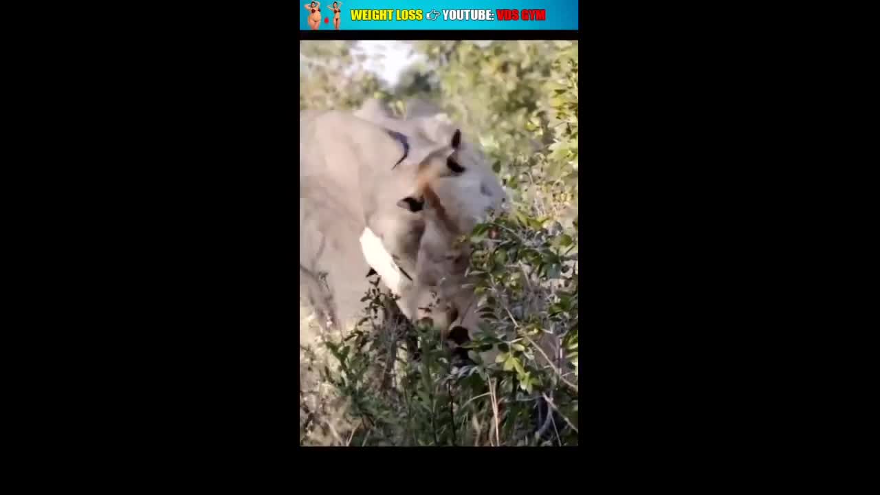 animals
