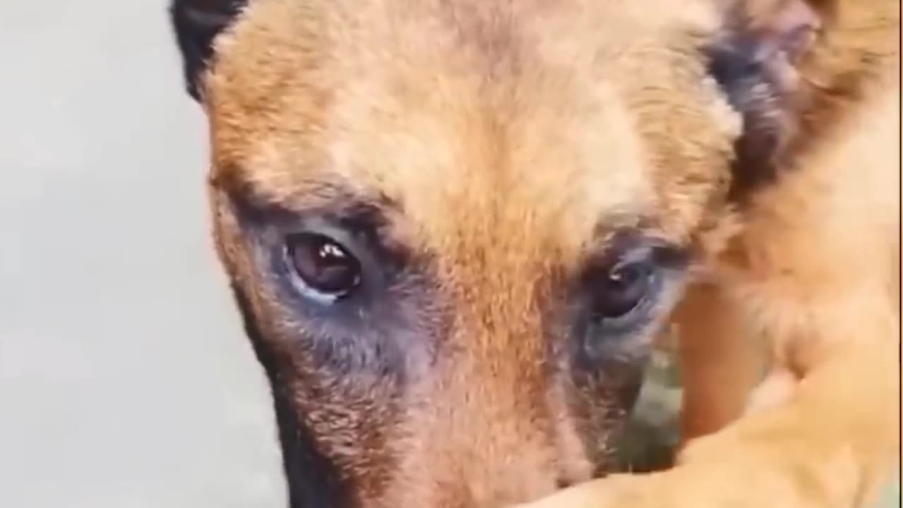 New Funny Videos 2023 😍 Cutest Cats and Dogs 🐱🐶 Part 8
