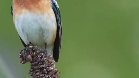Blue Buntings with white bellies