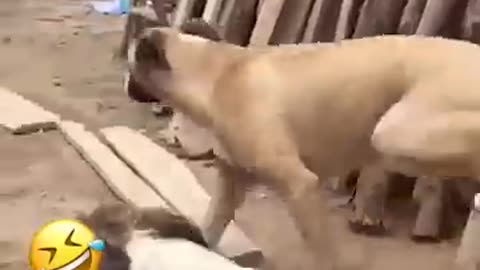 Funny animals