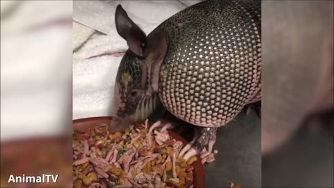 Cute ARMADILLO compilation