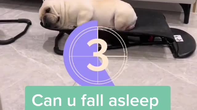 3seconds to fall asleep/cute dog🤣