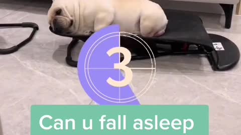 3seconds to fall asleep/cute dog🤣