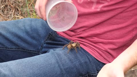 What Happens if a Tarantula BITES You?