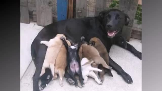 Dog Mommies That Have Many Puppies