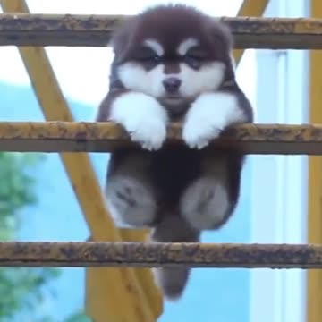 yêu mấy bé mập này quá