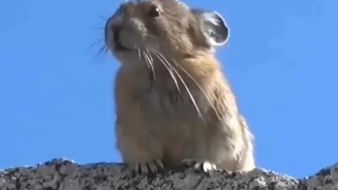 Cute and funny animal videos