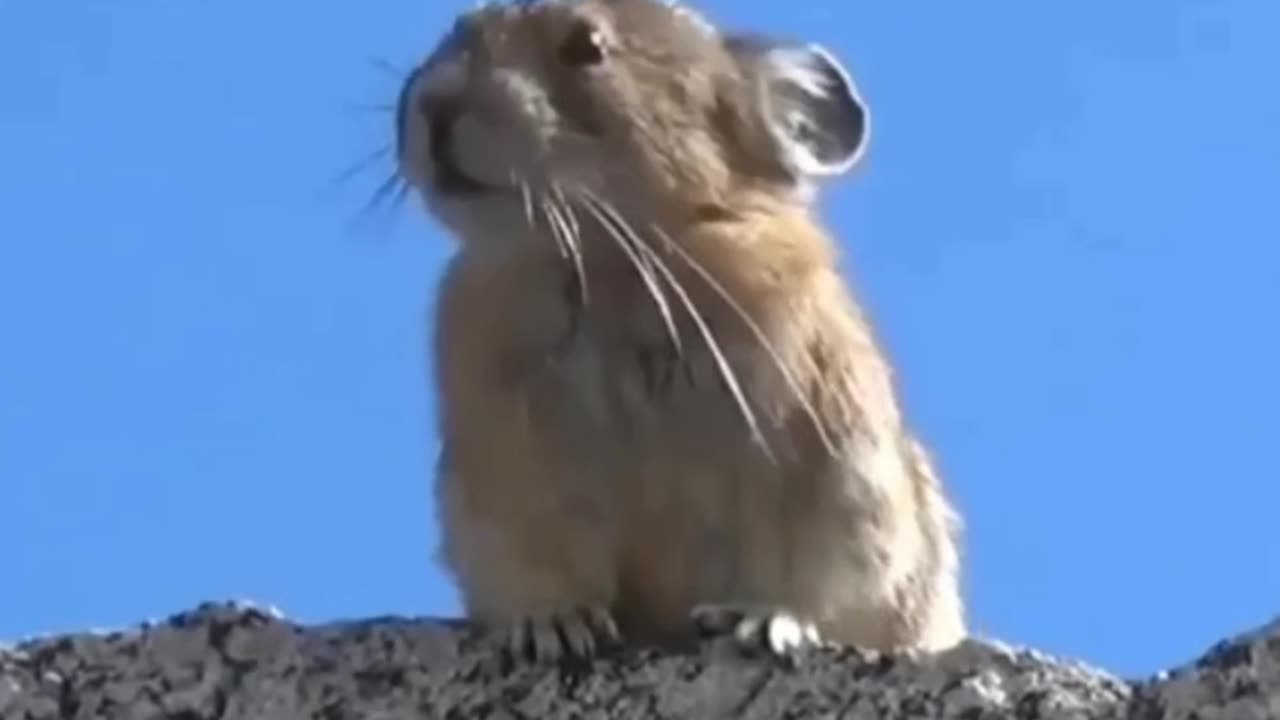 Cute and funny animal videos