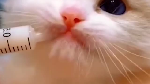 OMG So Cute Cats ♥ Best Funny Cat ❤️🐈Videos 2021