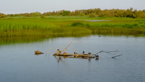 Wetlands Birds Ducks Landscape Nature Water