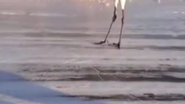 Red-crowned crane