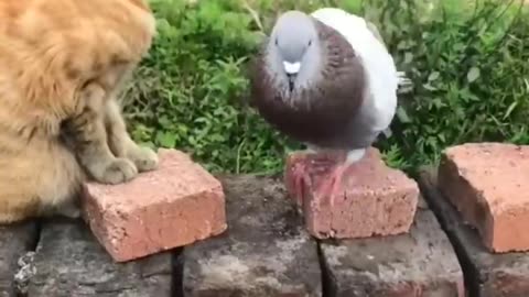 FUNNY CATS and DOGS 🐱🐶 & other ANIMALS 🐾 New Funniest Animals Videos 2023 😂