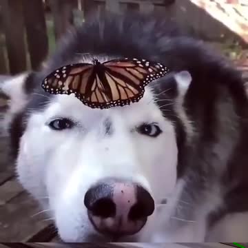 BUTTERFLY WALKING IN HUSKY HEAD.mp4