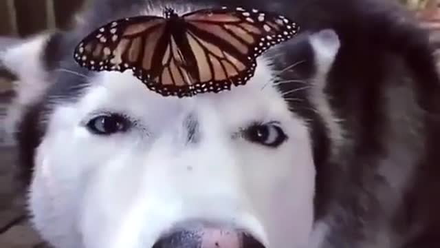 BUTTERFLY WALKING IN HUSKY HEAD.mp4