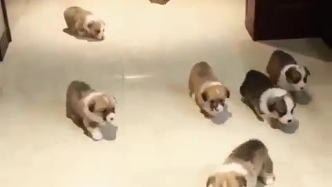 A group of cute puppies