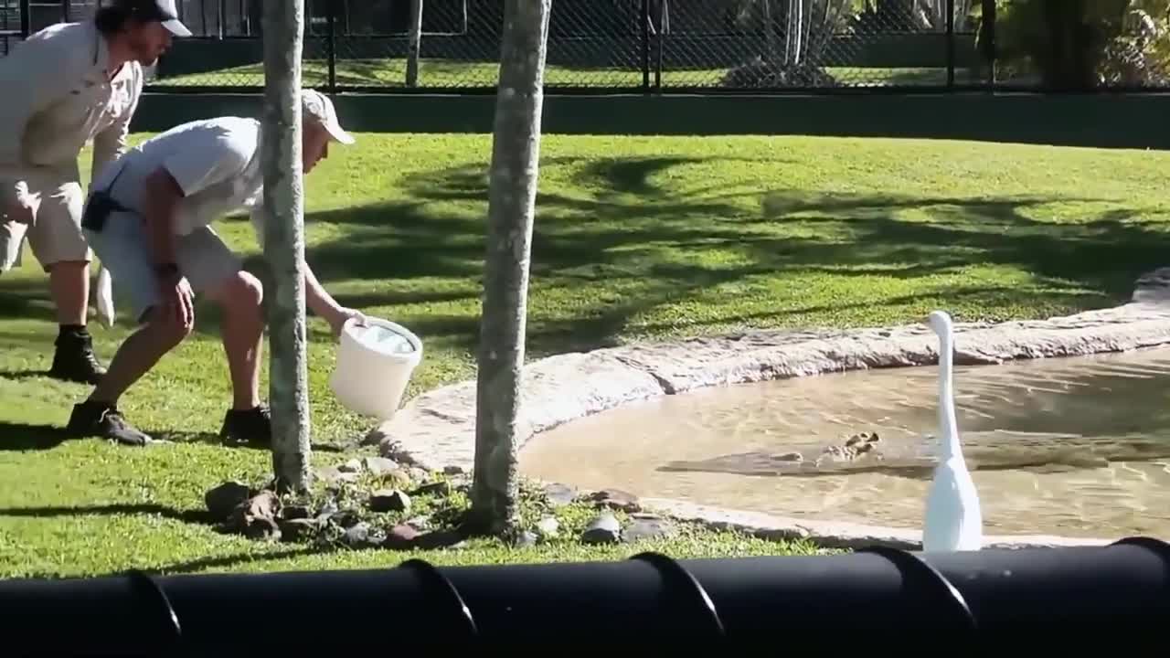 Videos graciosos de animales salvajes