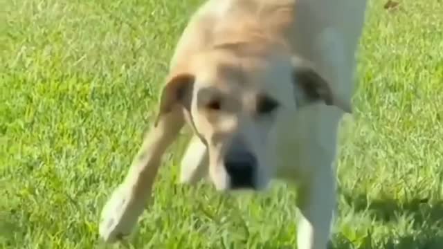 A funny dog playing on the field (you won't believe this dog's courage)