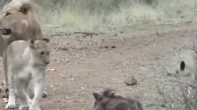 Lions vs warthog