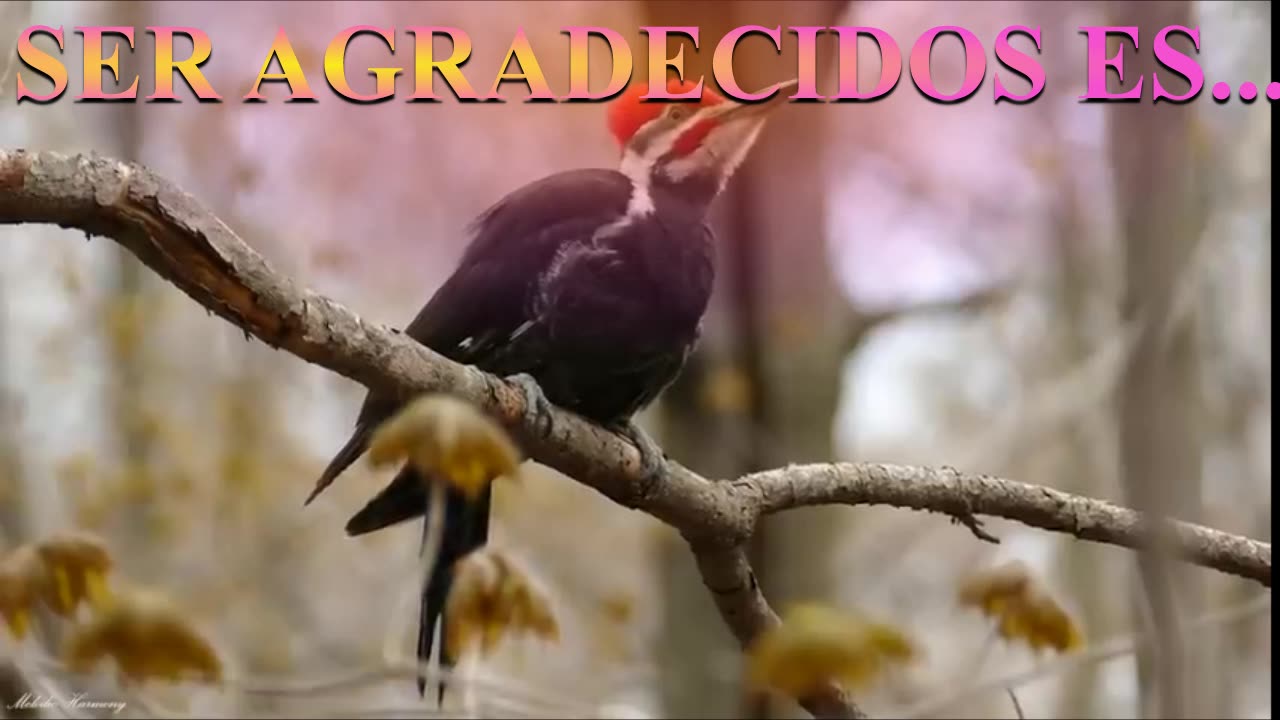 Ser Agradecidos es ... __Devocional