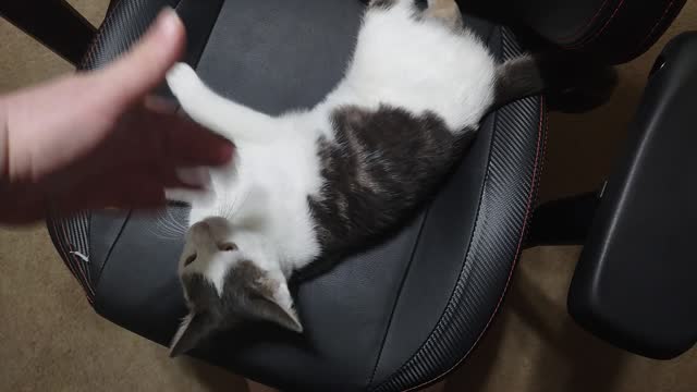 cat in my gaming chair