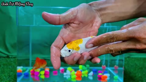 Compilation of videos of beautiful ornamental fish, cute animals, ducks