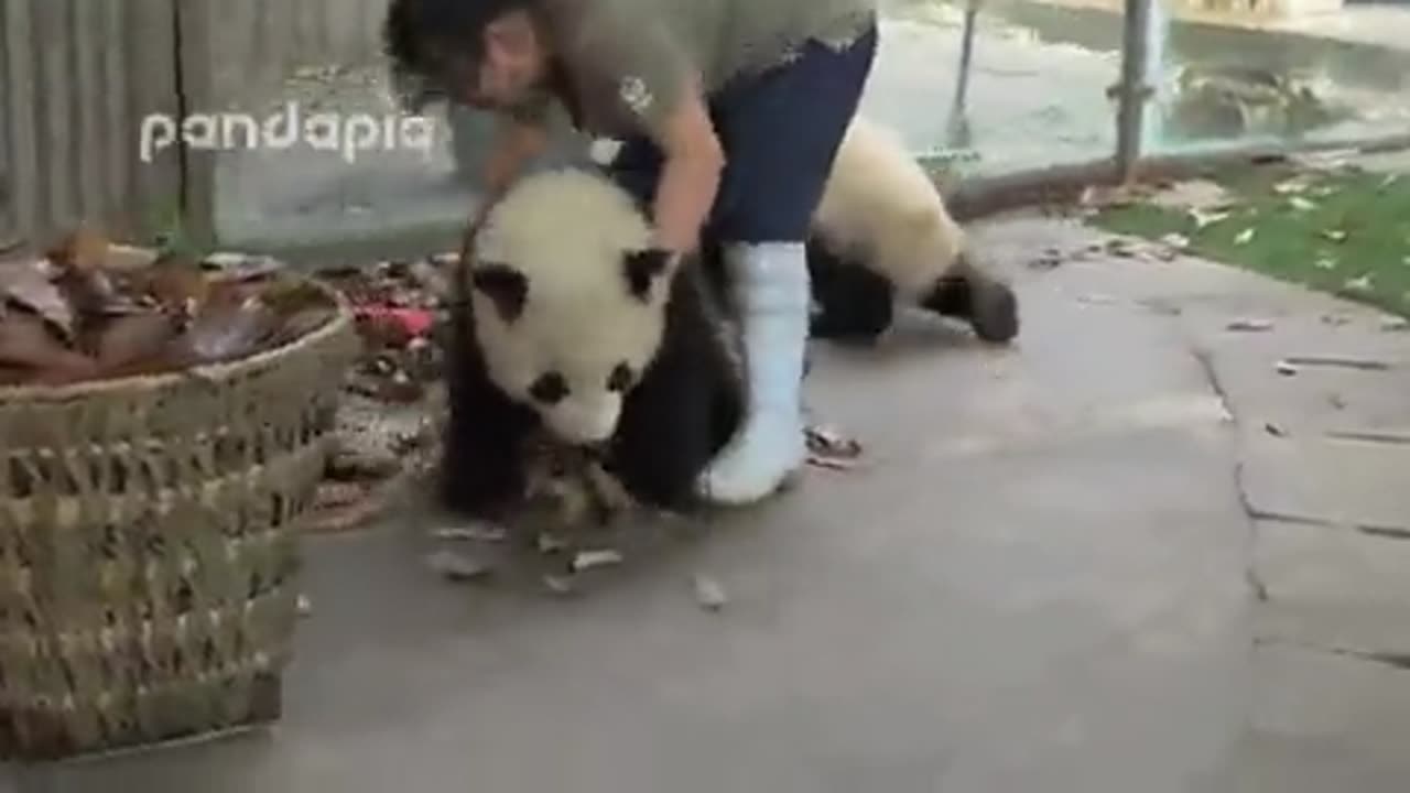 PANDA