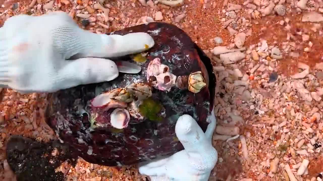 Sea turtle can't move with tons of spines on their shells, Need to remove barnacles that it can live