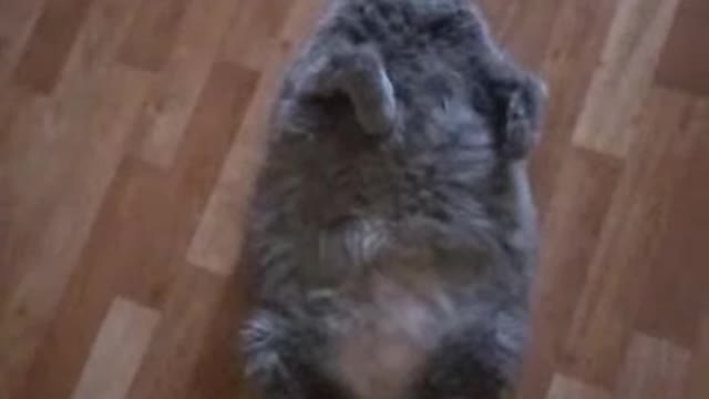 Fat cat f