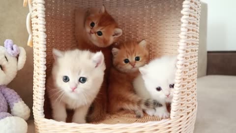 Mom Cat playing and talking to her Cute Meowing baby Kittens