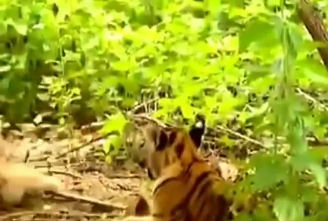 Tiger monkey