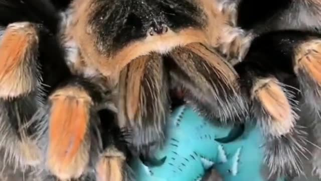 A tarantula