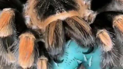 A tarantula