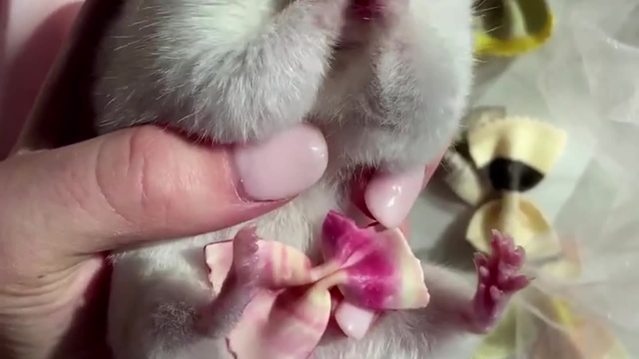 Funny Small Rat Cuddling on owner palm🐀 || Funny Animal || 4K Quality || HD Video