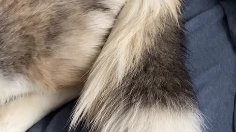 Husky Corgi Mix has Twice the Sass