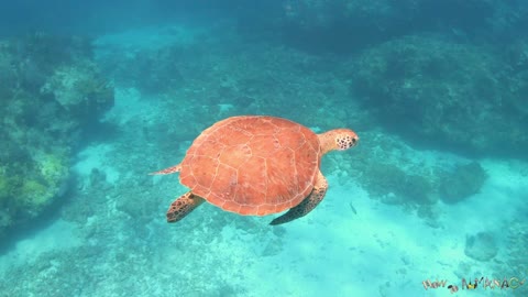 Curious Sea Turtles