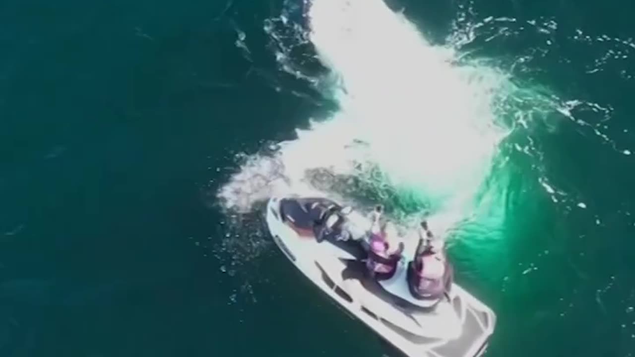 Incredible close encounter with humpback whale - Viral Information