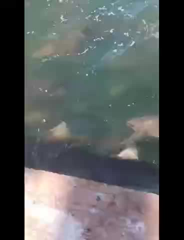 Feeding Frenzy of Sharks behind the Shrimp Boat off Florida Beaches