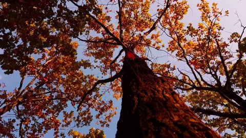 4K Autumn Leaves Drone Aerial View Free Stock Footage Free HD Videos No Copyright NCS-NCV 11 @jasrajparmar7